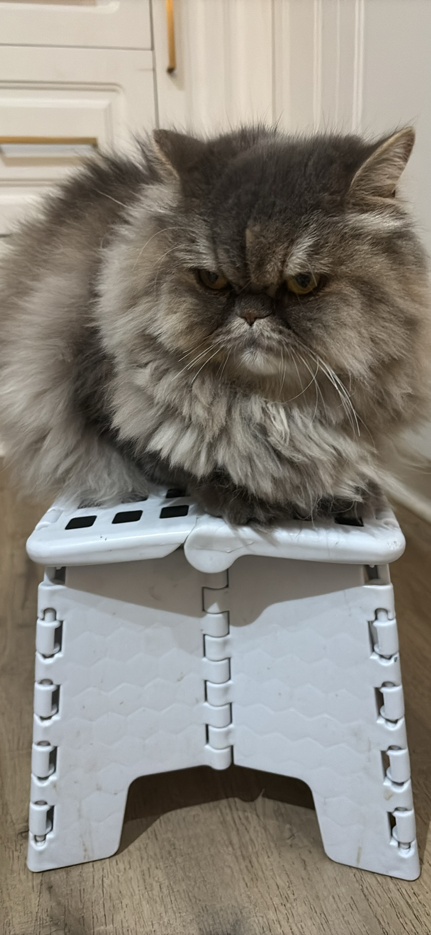 Persian cat with her 5” cat condo - Cat