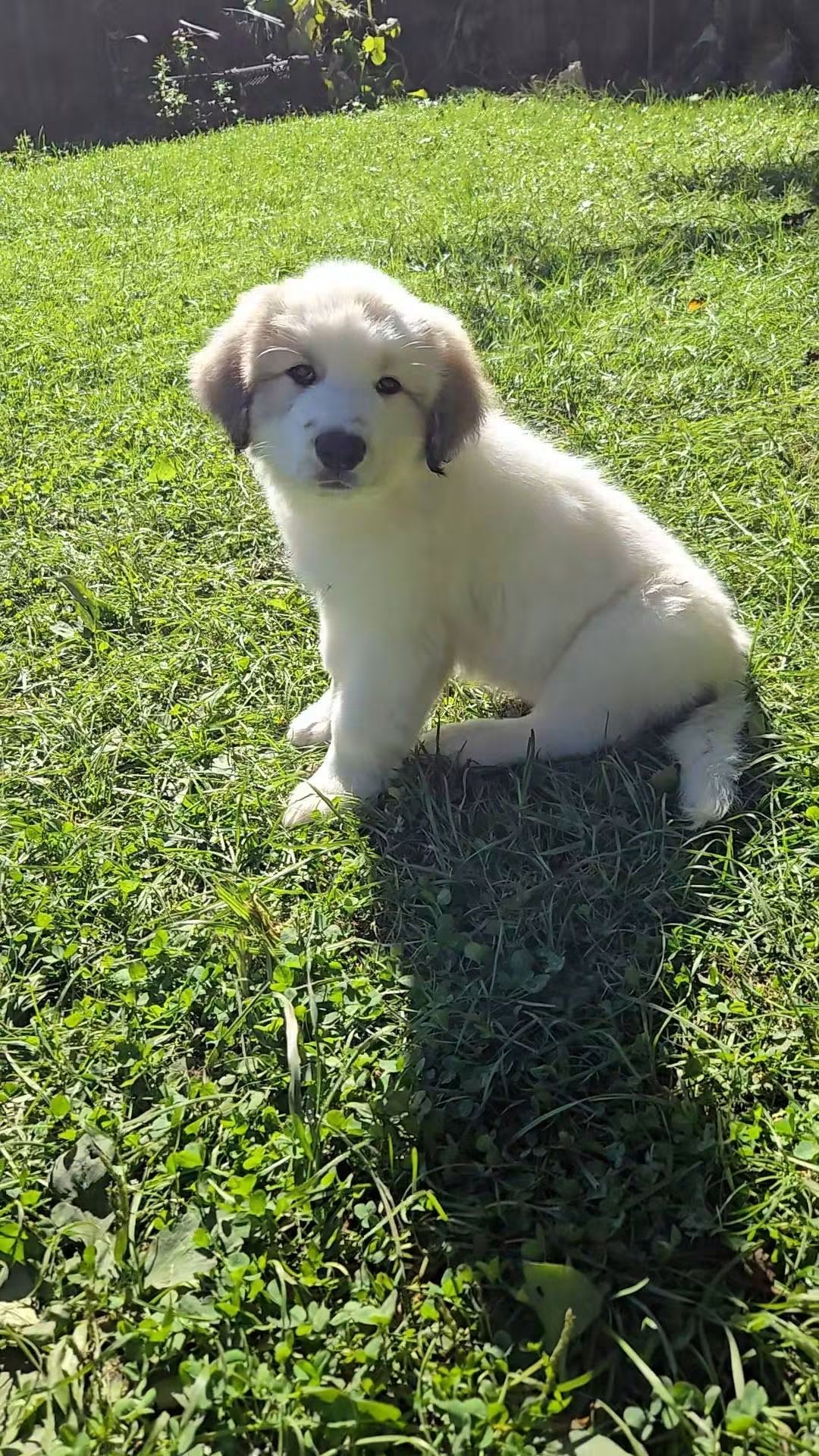 Great Pyrenees Puppies 9 weeks old. I have 2 boys with badger markings and one girl that is solid white available. - Dog