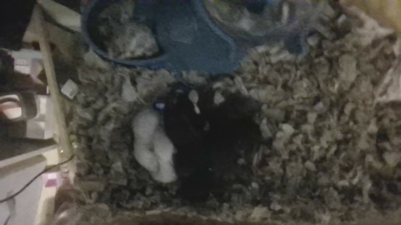 dumbo eared baby rat - Other