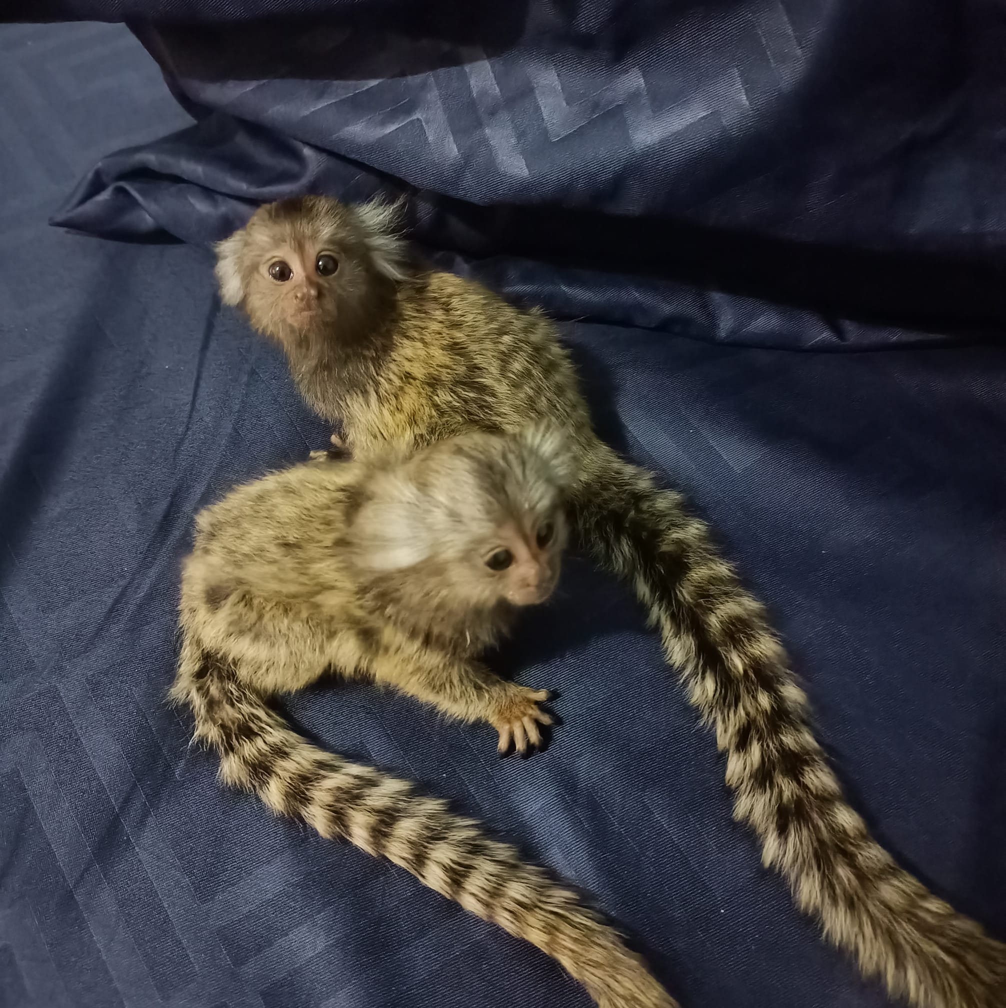 adorable little pygmy marmoset monkeys - Other