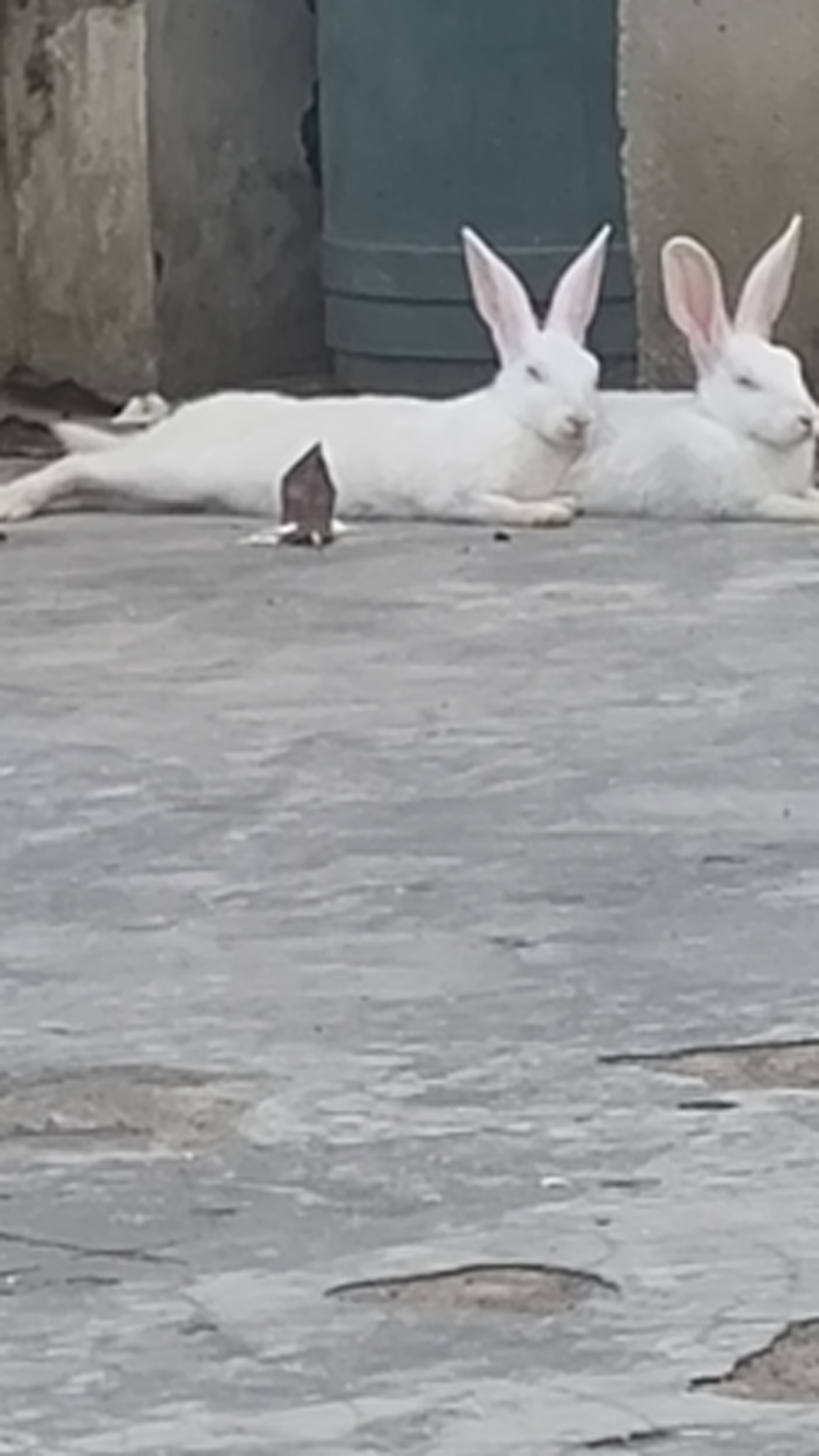 Two Female Rabbit  for sale - Rabbit