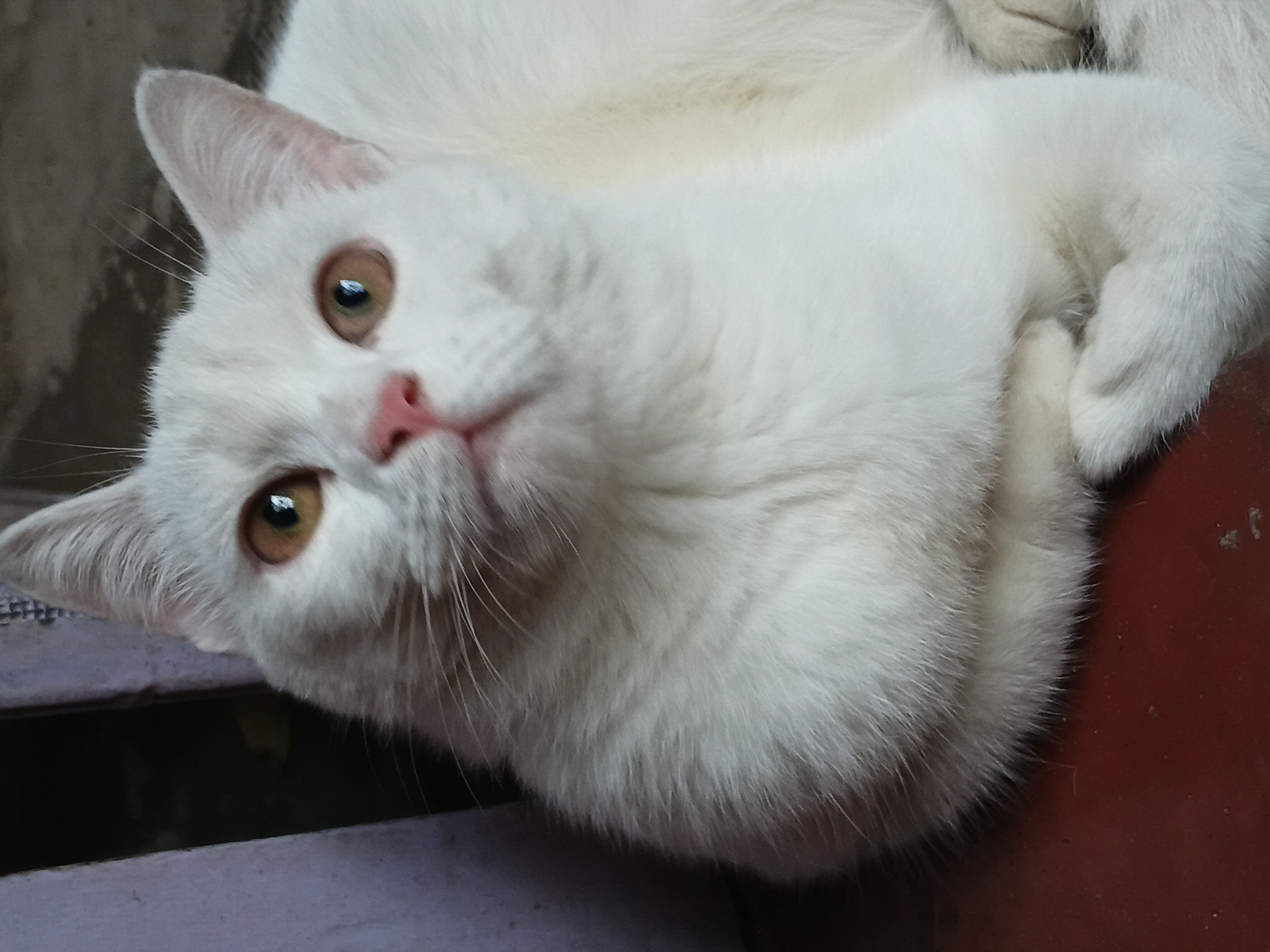 Cats for sale - Cat
