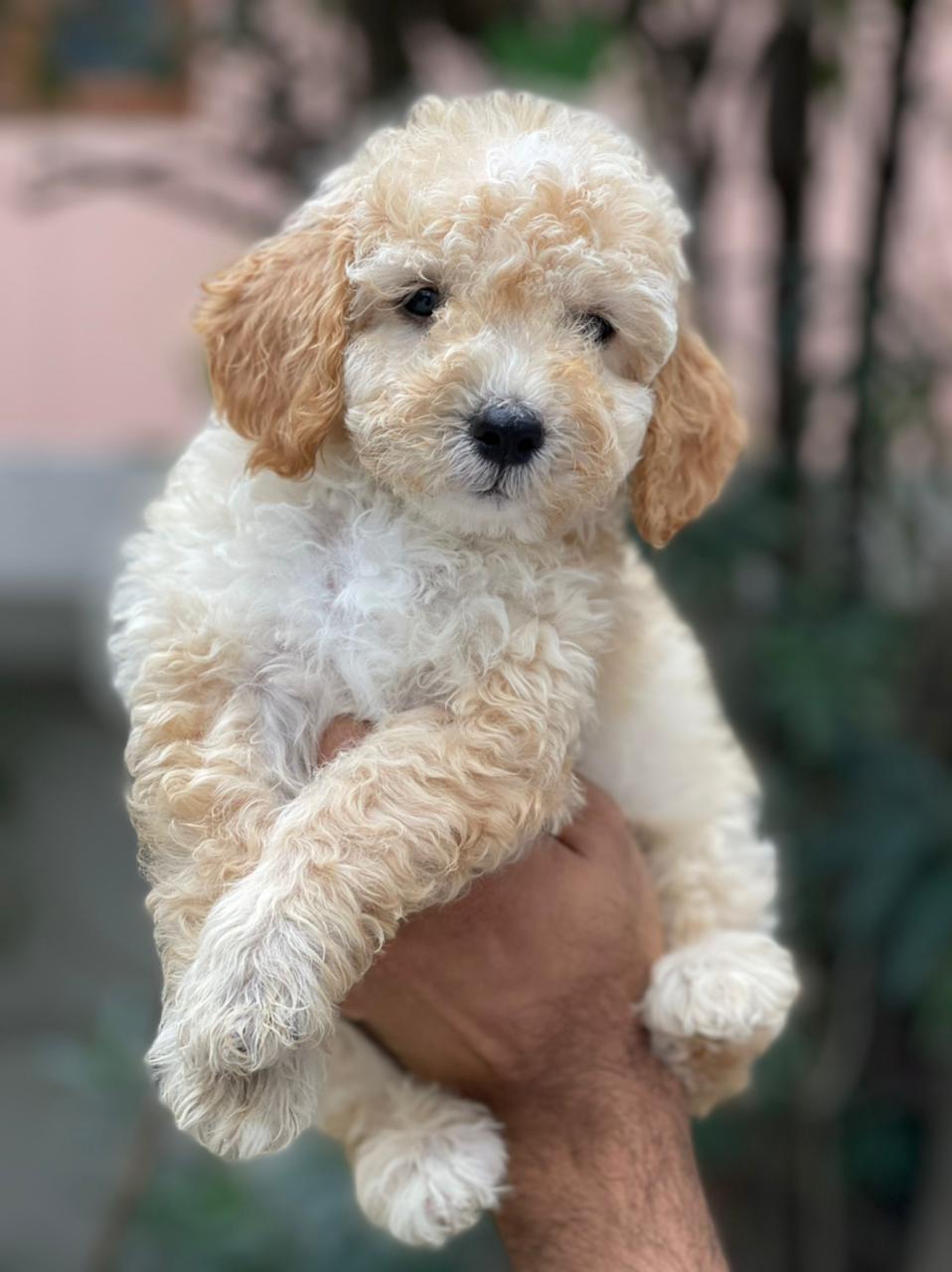 Buy and sell Maltipoo dogs and puppies online in Mumbai - Breed n Breeder - Dog
