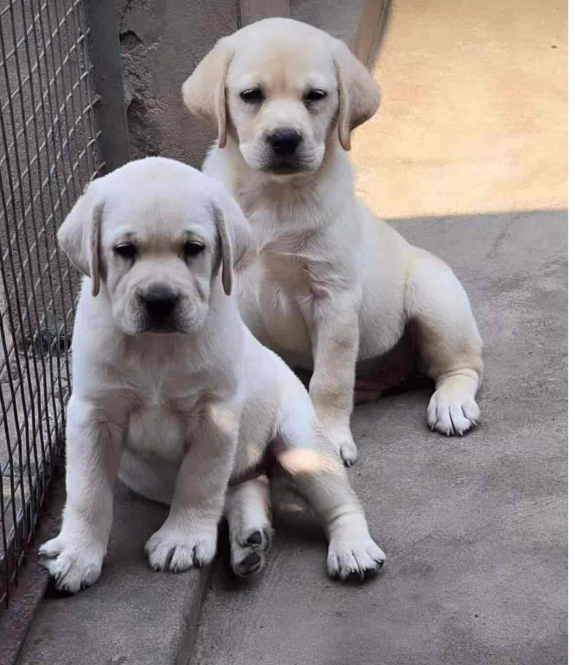 Dog selling online home available ? 7898908902 - Dog