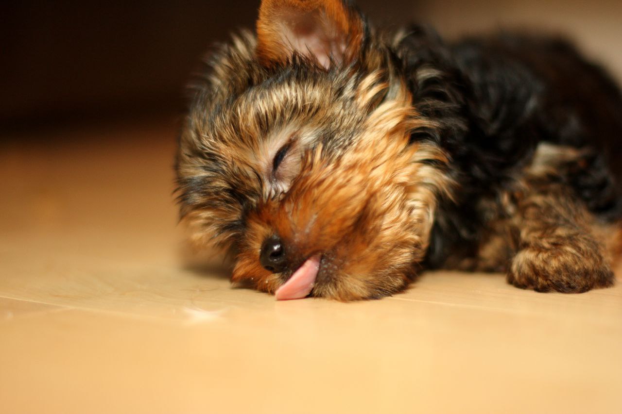 Lili the Lovely and adorable yorkshire puppy - Dog