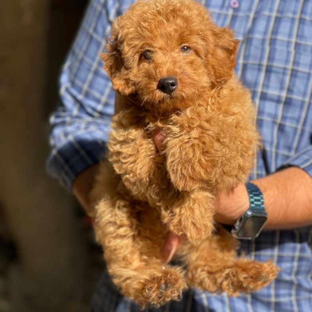 Breed n Breeder- Buy health-certified poodle puppies in Mumbai for the best prices - Dog