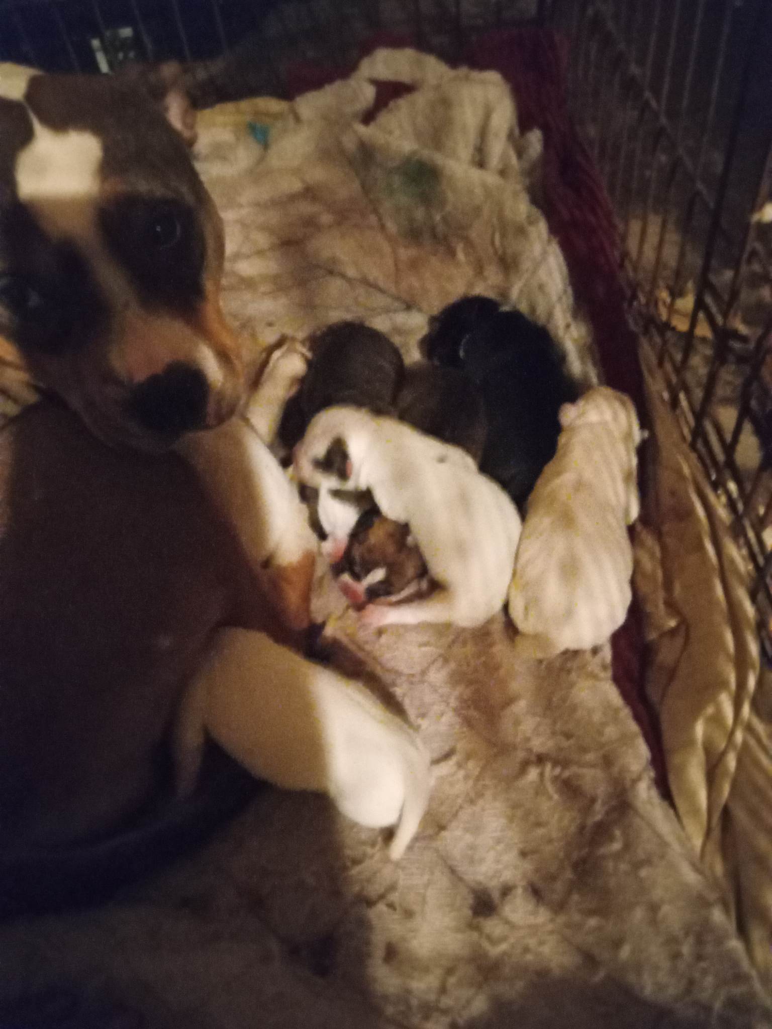 American bully  - Dog