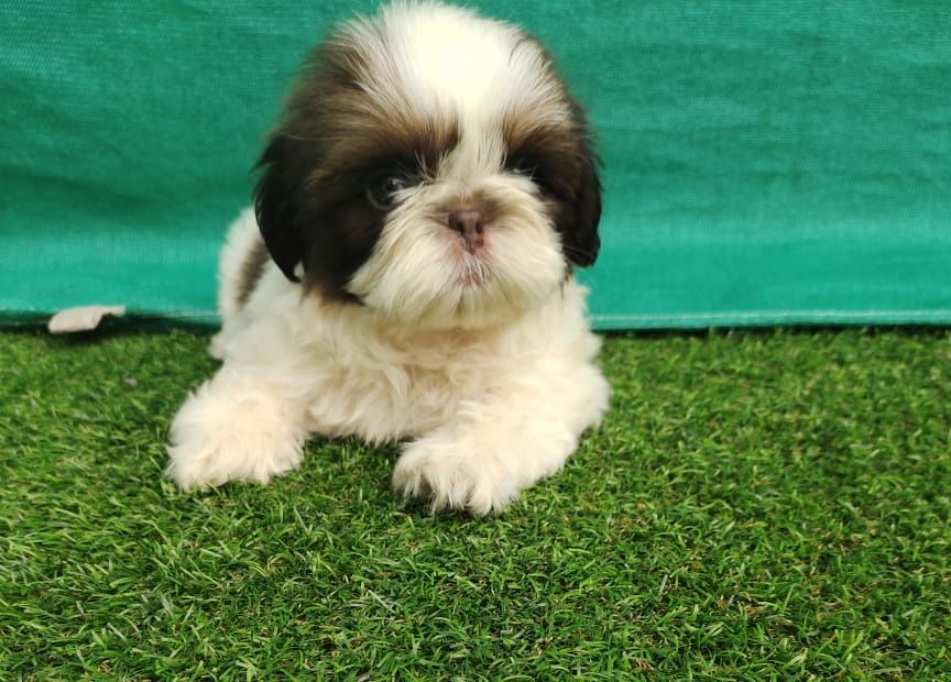 Breed n Breeder is an online Pet shop for Shih Tzu Dogs in Mumbai - Dog