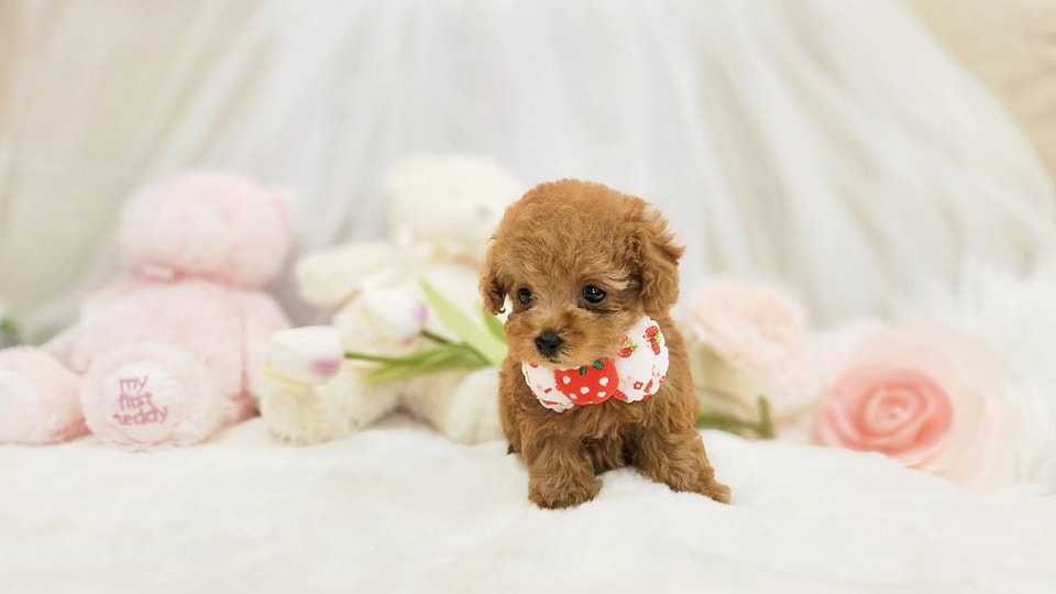 blog-img
